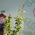 Sakura ozdobná (Prunus serrulata) ´KANZAN´ - výška 180-200 cm, kont. C10L -KRÍK